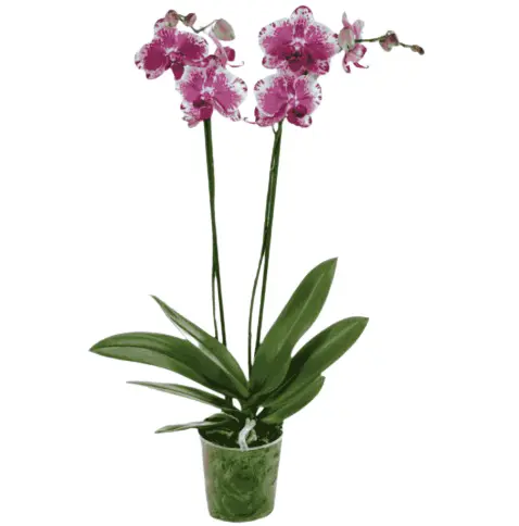 Kuuking Tablo 'Purple Rain' 2v P12/40cm