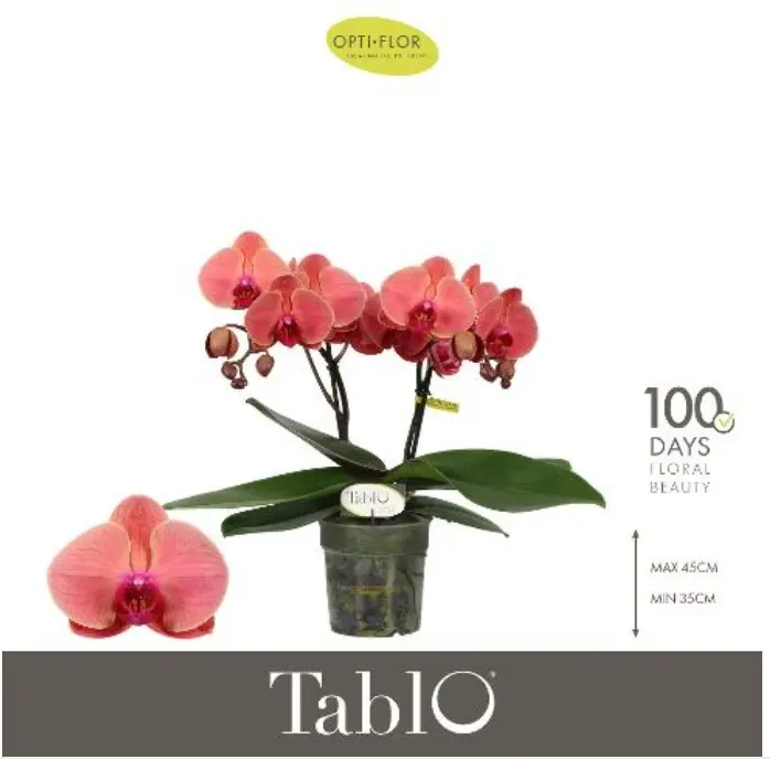 Kuuking Tablo 'Spritz' 2v P12/40cm