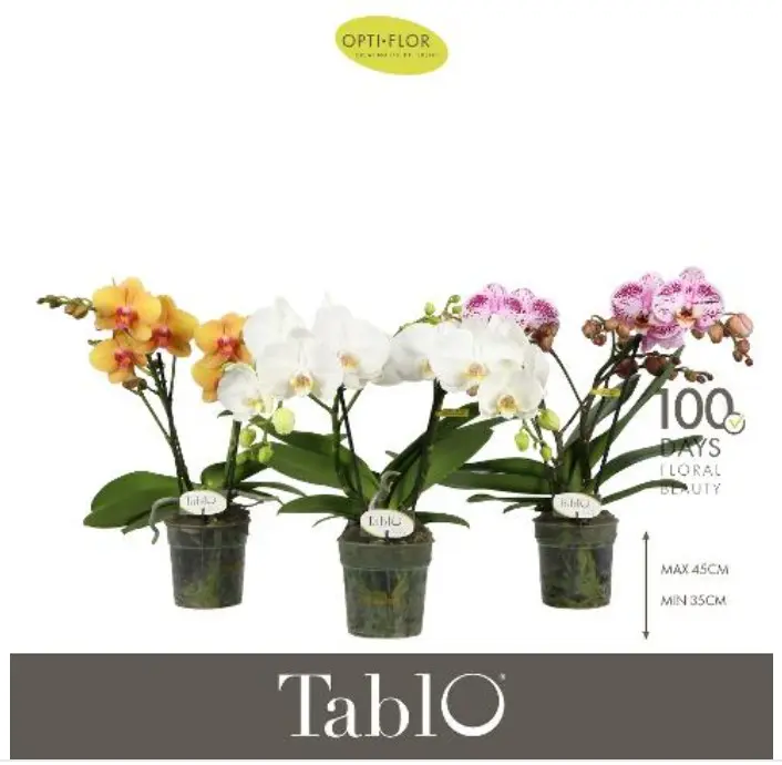 Kuuking Tablo mix 2v P12/40cm