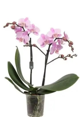 Kuuking'Beaution' 3v P12/45cm