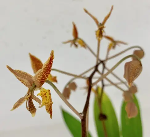 Käänikkäpp (gongora) 'Quinquevulnera'