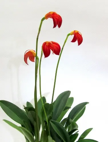 Leegitsev pöialpaslik (Masdevallia ignea)