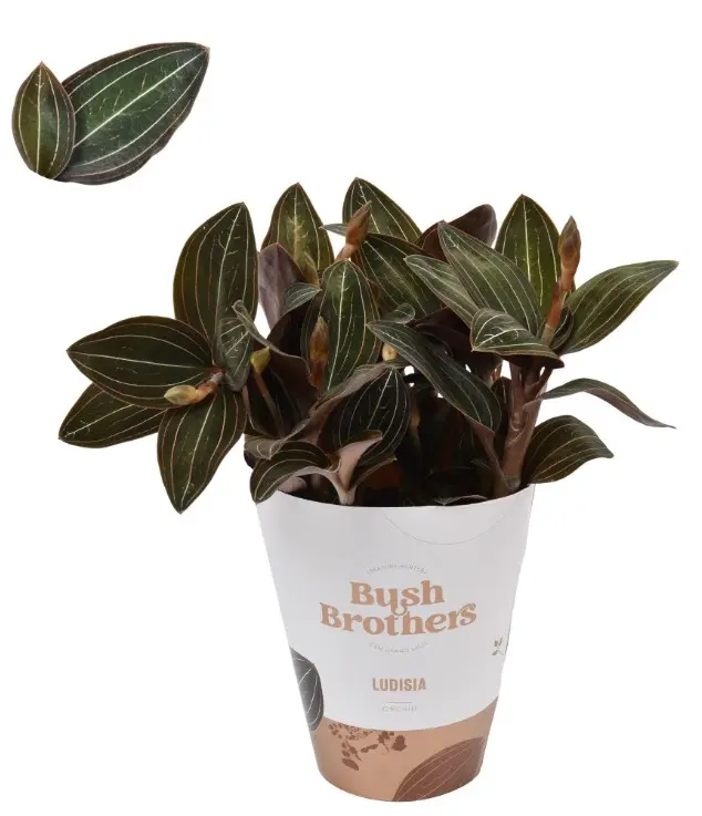 Ludiisia Discolor XL P12/45cm