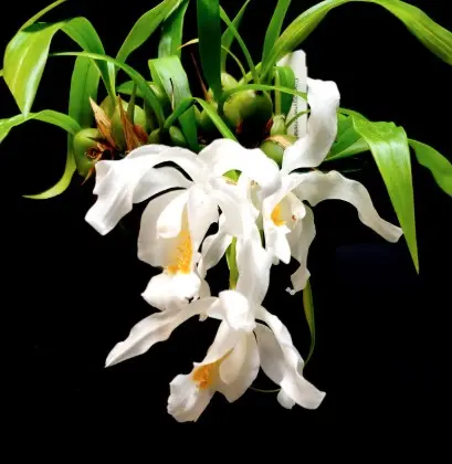 Lumekuninganna (Coelogyne cristata) 6+v 