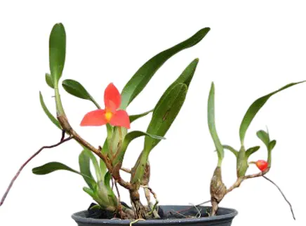 Lõugkäpp (Maxillaria sophronites)