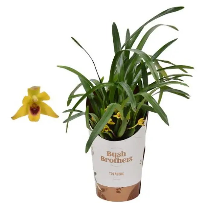 Lõugkäpp (Maxillaria) 3v P9/25cm
