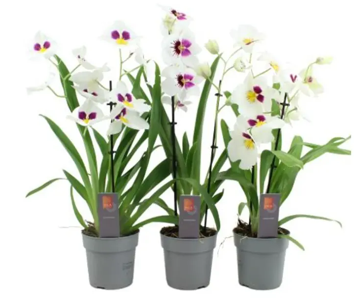 Miltoonik 'Herralexandre' 2v P12/40cm