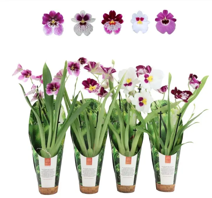 Miltoonik (Miltoniopsis) mix 'Luxury jungle cover' 2v P9/35cm