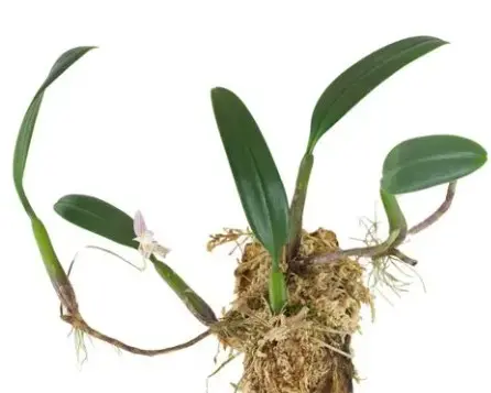 Mugulleht (Bulbophyllum ambrosia)