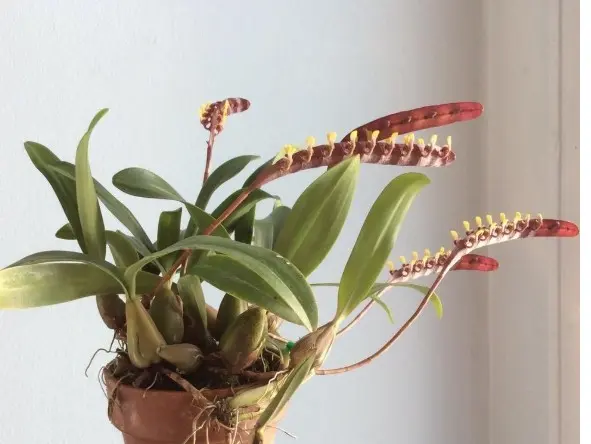 Mugulleht (Bulbophyllum falcatum album)