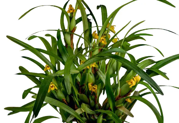 Muutlik lõugkäpp (Maxillaria variabilis )
