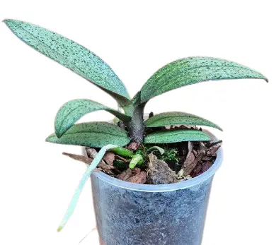 Näkikäpp (Doritis) 'Pulcherima marmorata'