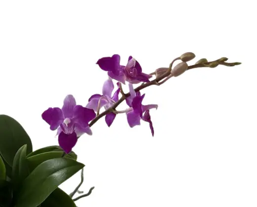 Näkikäpp (Doritis) 'Purple Gem Peloric'