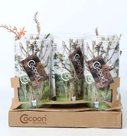 Orhidee Cocoon 1v P15/50cm