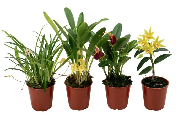 Orhidee mix 1v 6cm/10cm