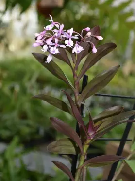 Puupäälik (Epidendrum) 'Anika'