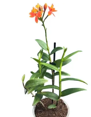 Puupäälik (Epidendrum) 'Ballerina Orange'