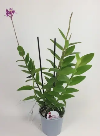 Puupäälik (Epidendrum) 'Ballerina rosa'