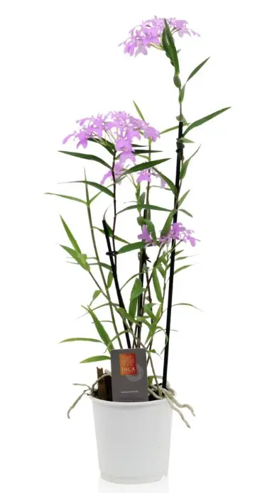 Puupäälik (Epidendrum) 'Panama' 1-4v P9/30cm