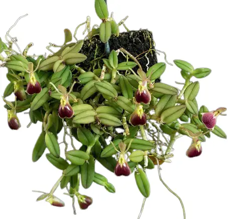 Puupäälik (Epidendrum) 'Porpax'