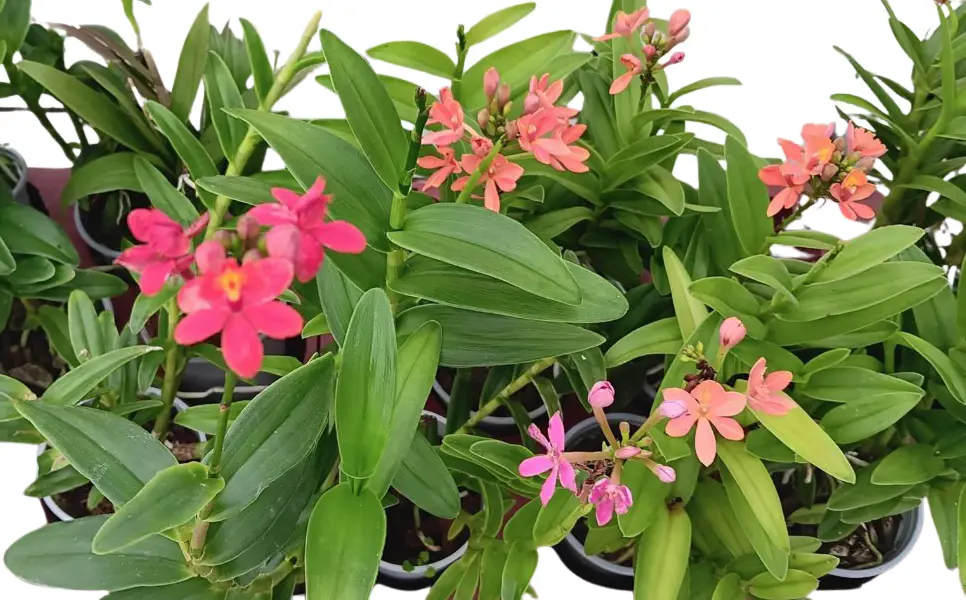 Puupäälik (Epidendrum) 'Test' 1-4v P9/30cm