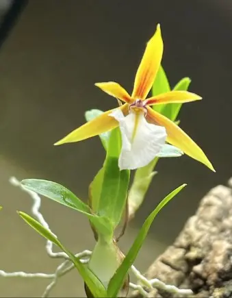 Puupäälik (Epidendrum) 'polybulbon Kork'