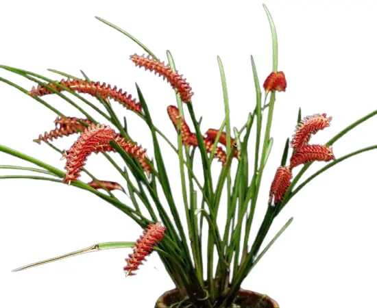Puusaba (Dendrochilum) 'Wenzellii'
