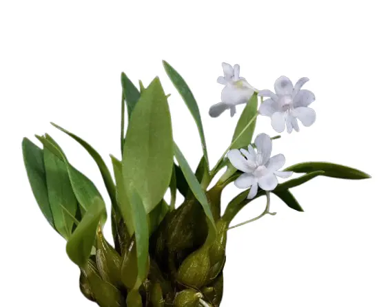 Puuõis (Dendrobium) 'Abberrans'