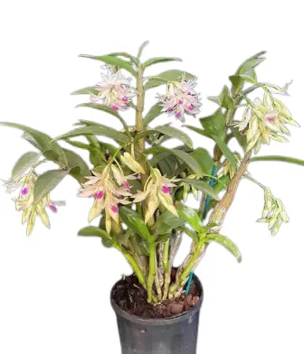 Puuõis (Dendrobium) 'Amethystoglossum K'