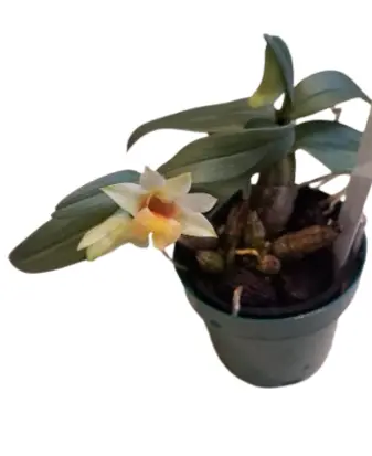 Puuõis (Dendrobium) 'Bellatulum'