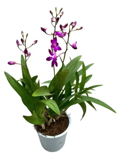 Puuõis (Dendrobium) 'Berry Oda' 9+v 