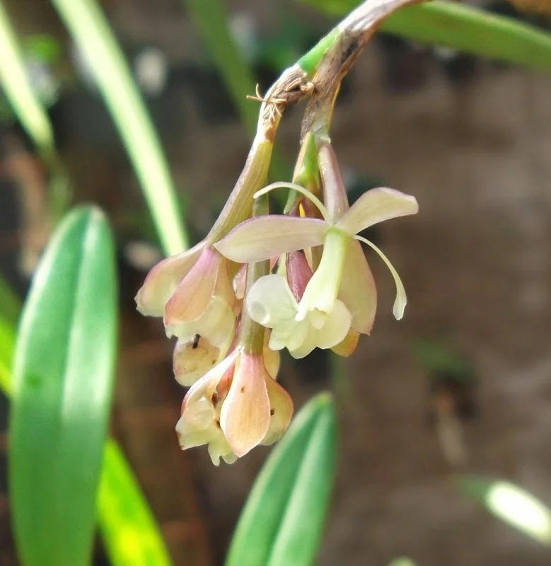 Puuõis (Dendrobium) 'Henschenii'