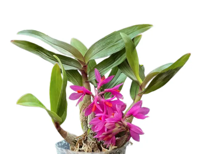 Puuõis (Dendrobium) 'Hibiki'