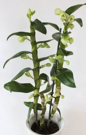 Puuõis (Dendrobium) 'Hybride grün'