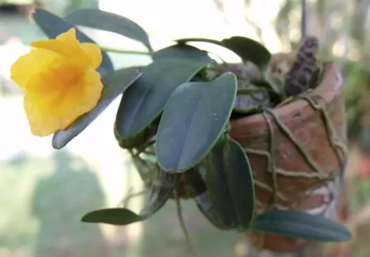 Puuõis (Dendrobium) 'Jenkinsii'