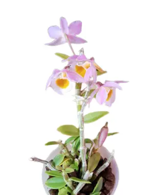 Puuõis (Dendrobium) 'Loddigesii '