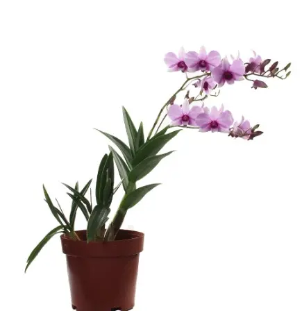 Puuõis (Dendrobium) 'Rainbow'