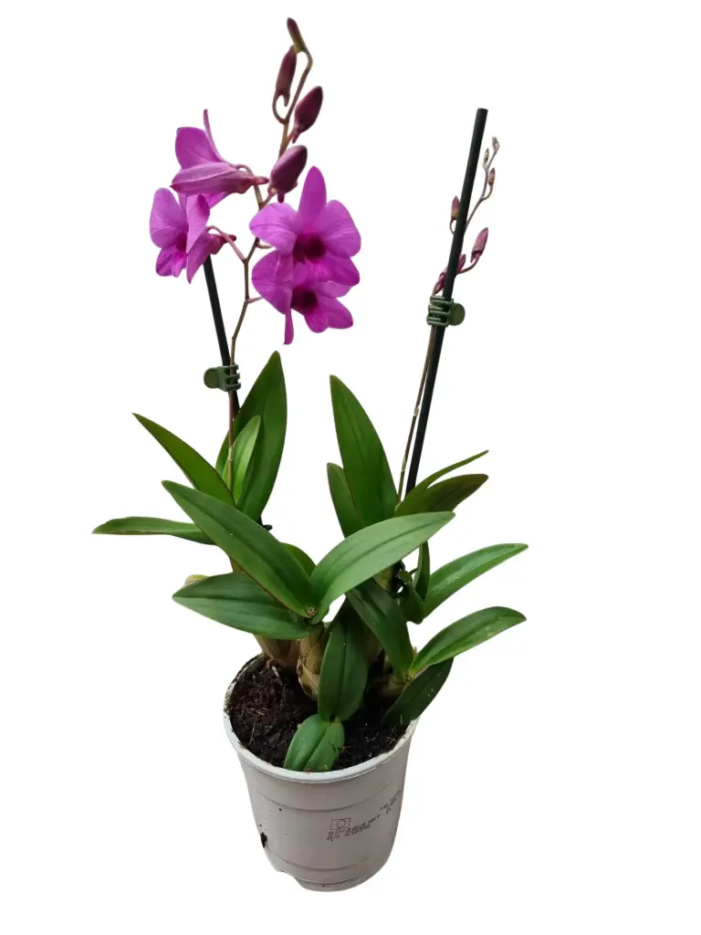 Puuõis (Dendroobium) 'Sa-Nook' 2v P12/60cm
