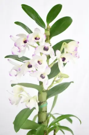 Puuõis (dendrobium) 'Diamond' 2v P12/45cm
