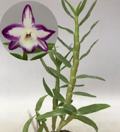 Puuõis (dendrobium) 'Hamaka Lake Prism' P12/45cm