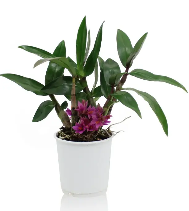 Puuõis (dendrobium) 'Hibiki' 2-3v P9/18cm