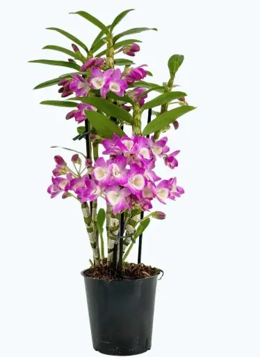 Puuõis (dendrobium) 'Lucky girl Dunkelrosa' P12/45cm