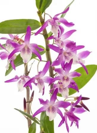 Puuõis (dendrobium) 'Rainbow dance' P12/45cm