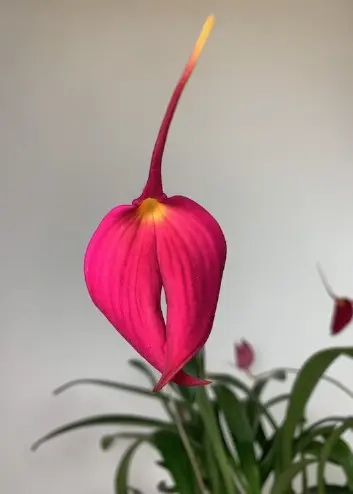 Pöialpaslik (masdevallia veitcheana) 