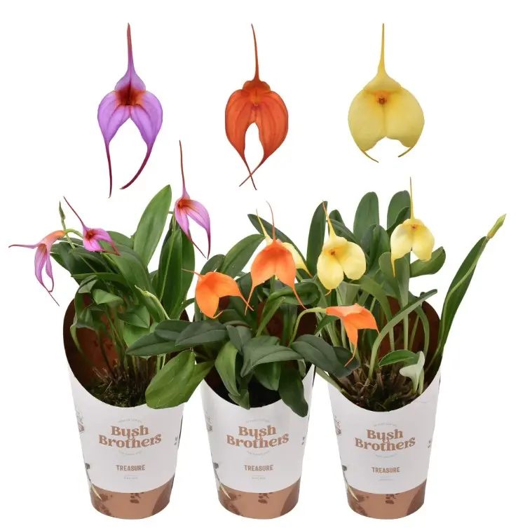 Pöialpaslik (masdevallia) P10cm/10cm