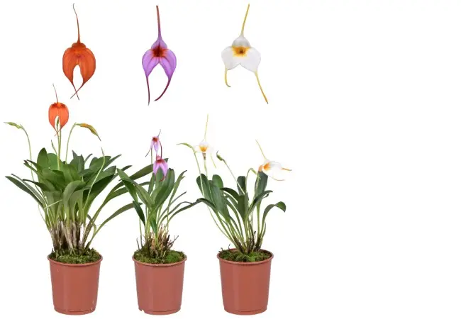Pöialpaslik mix (masdevallia) 
