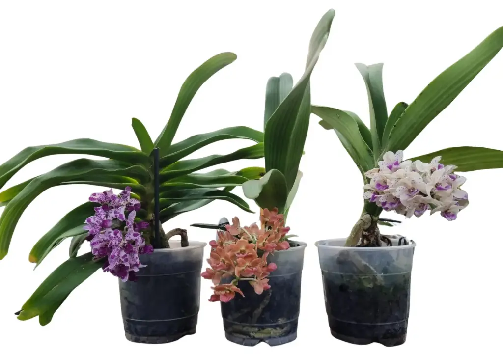 Sabakäpp mix (Rhynchostylis)