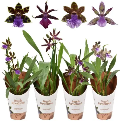 Sinikäpp (Zygopetalum) 'Louisendorf' 1v P12/40cm