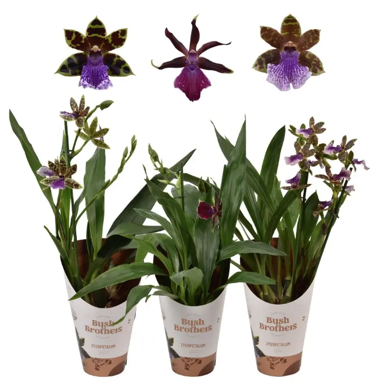 Sinikäpp (Zygopetalum) mix 2v P12/45cm 