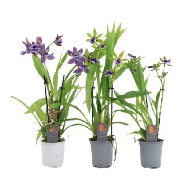 Sinikäpp (Zygopetalum) mix 2v P9/35cm